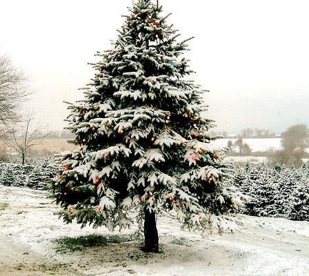 christmas-tree-blog